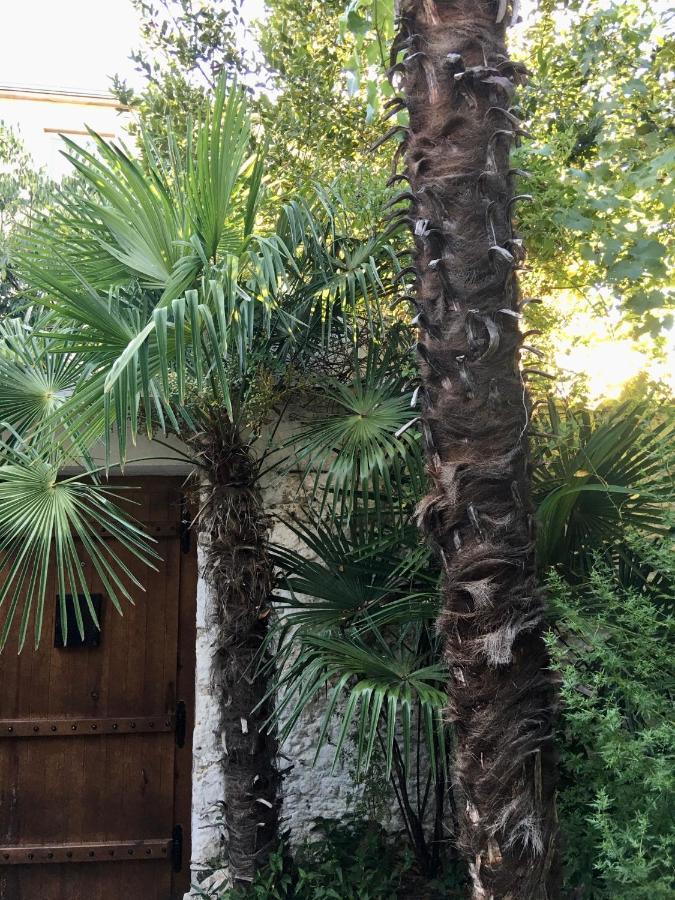 Palmera موستار المظهر الخارجي الصورة