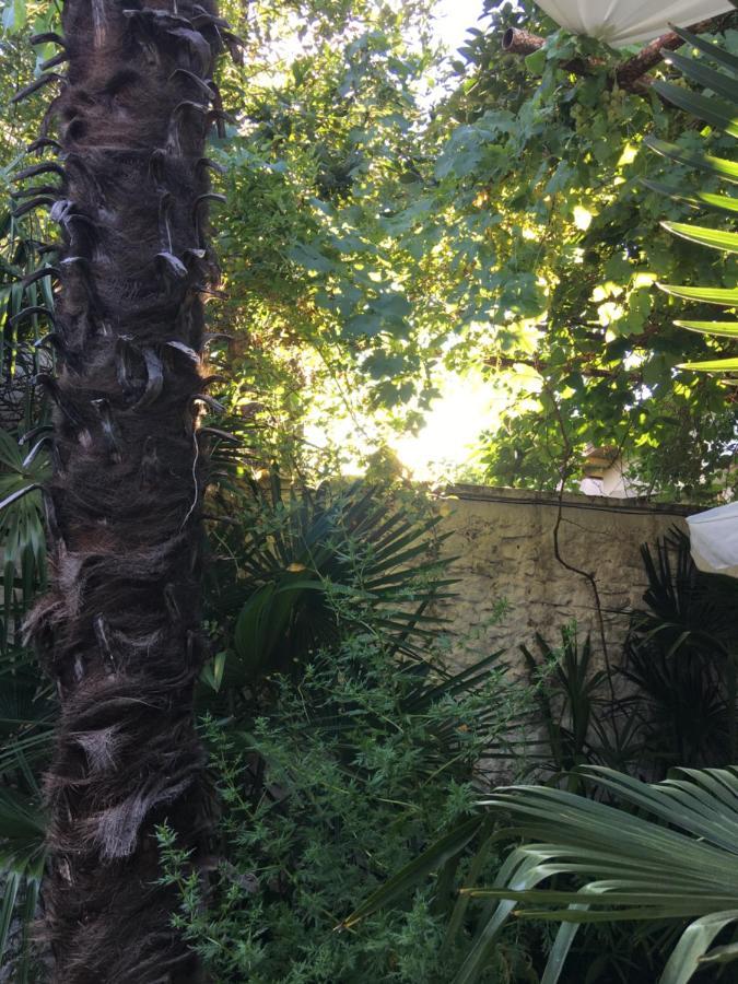Palmera موستار المظهر الخارجي الصورة