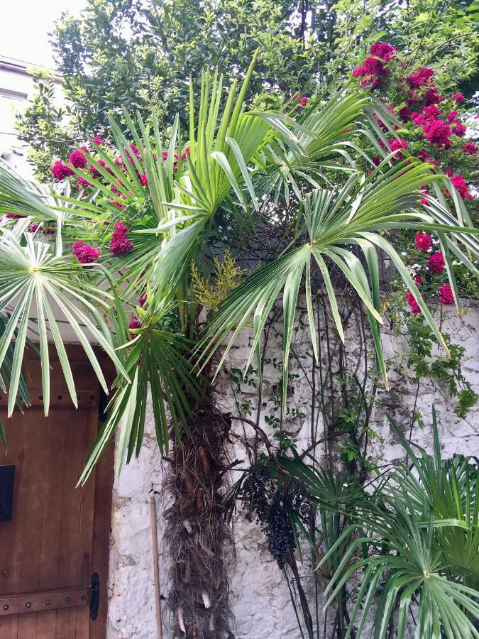 Palmera موستار المظهر الخارجي الصورة