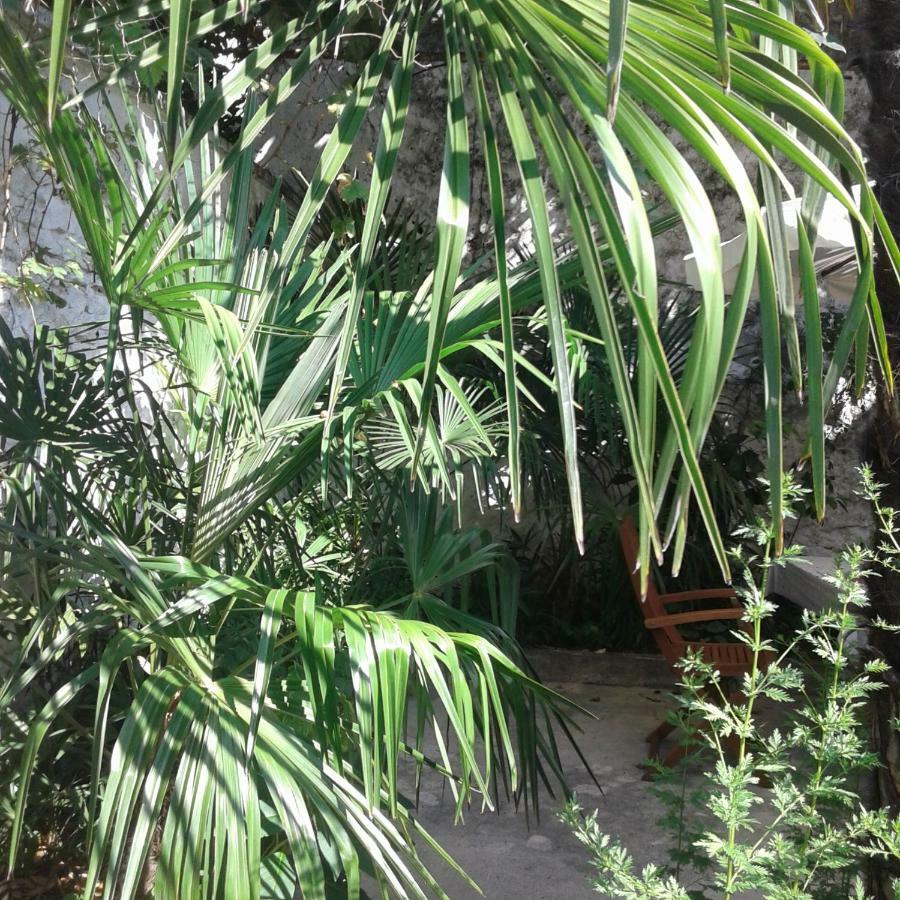Palmera موستار المظهر الخارجي الصورة