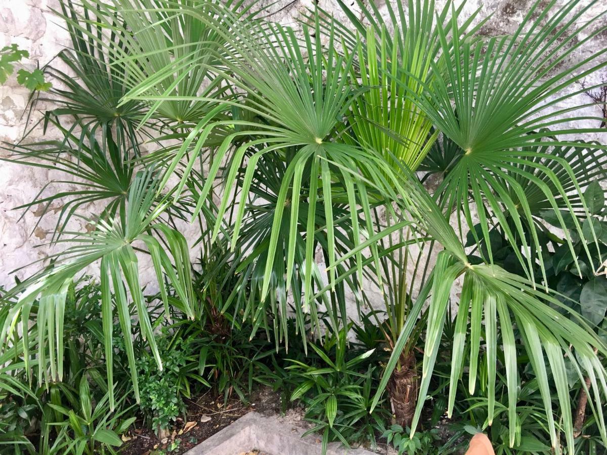Palmera موستار المظهر الخارجي الصورة