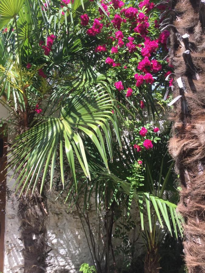 Palmera موستار المظهر الخارجي الصورة